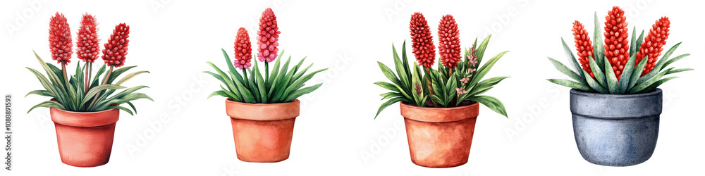 Vibrant Red Hot Poker Blooms in Terracotta Pot with Watercolor Painting Effect Vibrant Red Hot Poker Blooms in Terracotta Pot with Watercolor Painting Effect