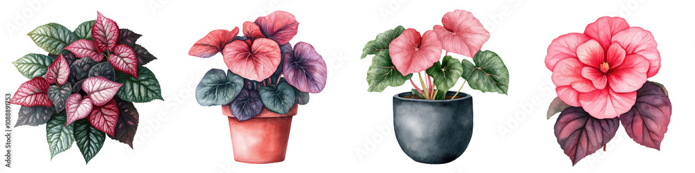 Obraz premium Vibrant Rex Begonia Houseplant in Watercolor Style