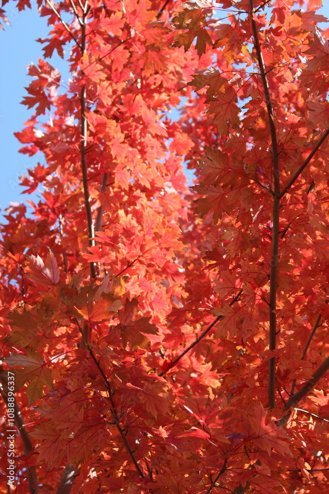Mañana despejada de otoño en Pekín Mañana despejada de otoño en Pekín