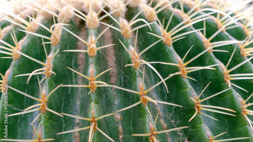 Wallpaper Mural Close-Up of Cactus Spines Torontodigital.ca