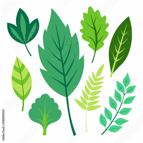 Different type of atlantic leaves vector illustration on white background