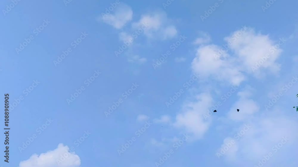 two black butterflies flying in the sky. two black butterflies flying in the sky.