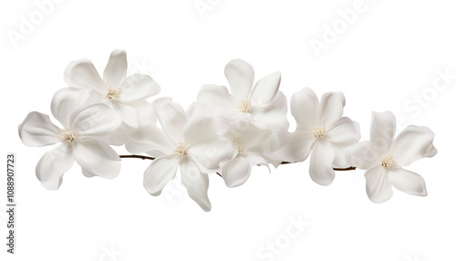 white flowers branch stalk isolated on transparent background cutout