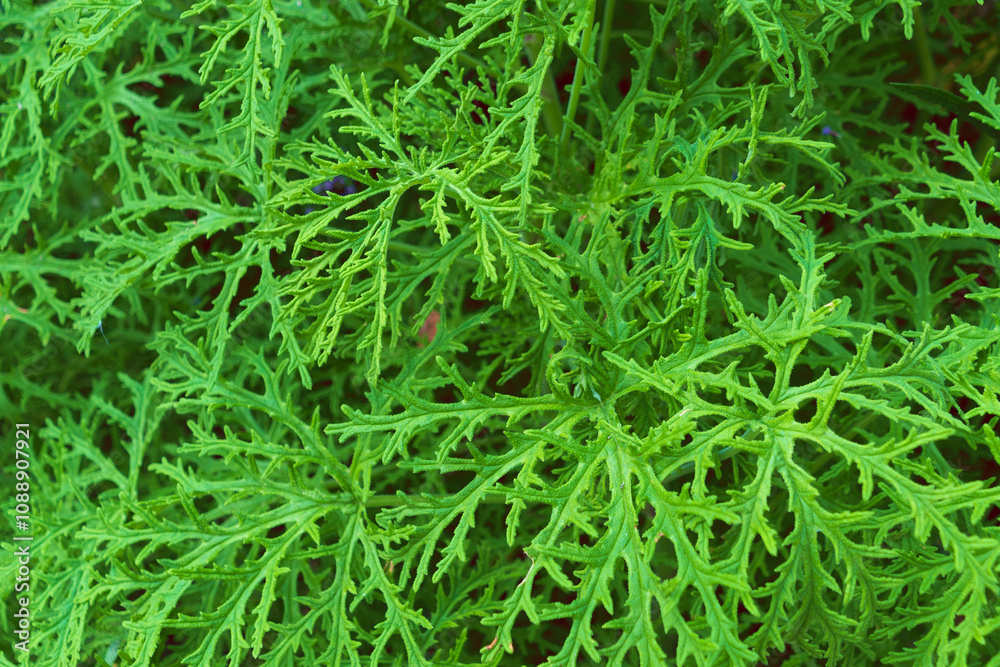 Bright green plant background. Citronella costaricensis. Bright green plant background. Citronella costaricensis.