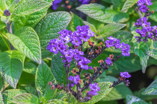 Beautiful purple flowers of Heliotropium arborescens. the garden heliotrope. cherry pie, common heliotrope.