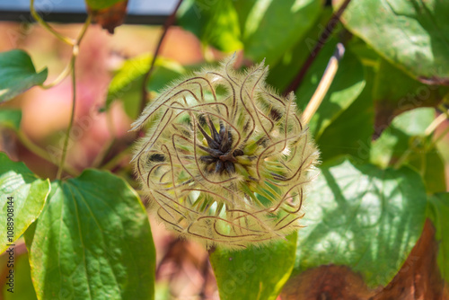 Mature fruit Clematis integrifolia. Fluffy plant, close-up. photo