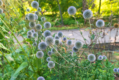 Flowers of Echinops sphaerocephalus. glandular globe-thistle, great globe-thistle, pale globe-thistle. photo