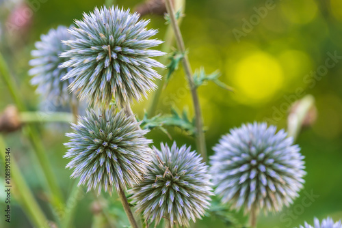 Flowers of Echinops sphaerocephalus. glandular globe-thistle, great globe-thistle, pale globe-thistle.