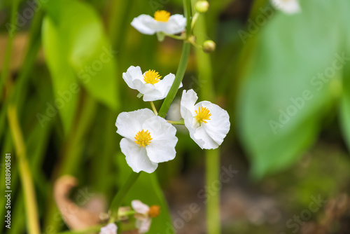 Beautiful white flowers of Sagittaria latifolia. broadleaf arrowhead, duck-potato, Indian potato photo