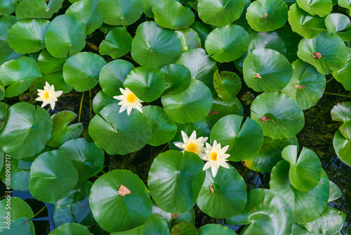 Foto Green plant background