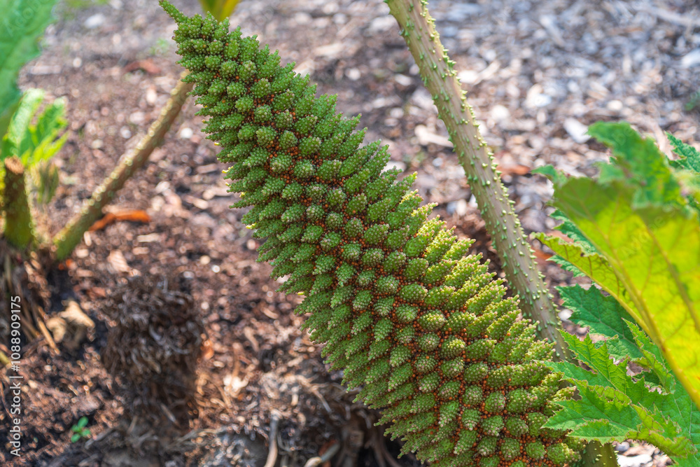 Fototapeta premium Fruit of Gunnera tinctoria. giant rhubarb, Chilean rhubarb.