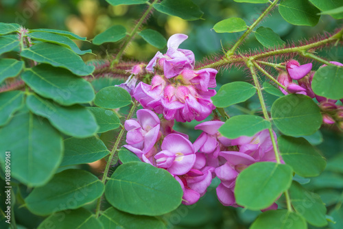 Konstfotografi Beautiful pink flowers of Robinia hispida