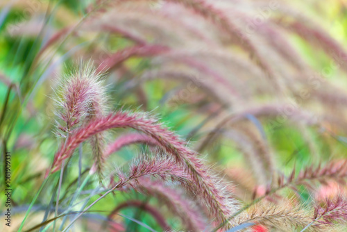 Cenchrus setaceus. crimson fountaingrass. a perennial bunch grass. photo