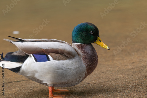 Vibrant mallard duck stands gracefully near tranquil water