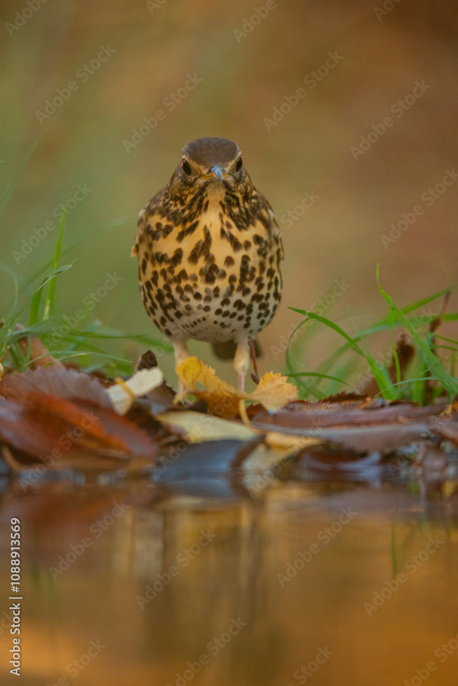 Song Thrush by Water in Southern Spain's Natural Habitat Song Thrush by Water in Southern Spain's Natural Habitat