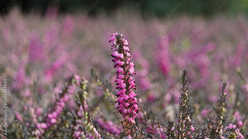 Obraz premium heath flower