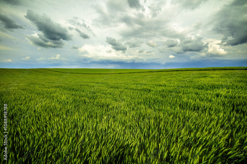 Expansive green wheat field stretching under a dramatic cloudy sky, epitomizing serene agriculture Expansive green wheat field stretching under a dramatic cloudy sky, epitomizing serene agriculture