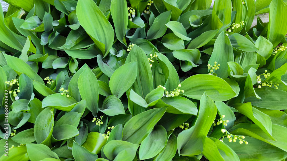 lily of the valley growing in the garden lily of the valley growing in the garden