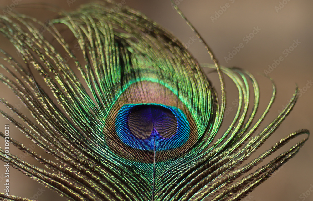 Fototapeta premium Peacock feather closeup. Selective focus.