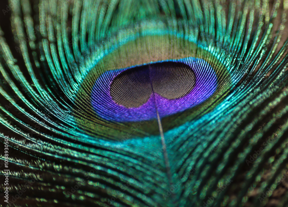 Naklejka premium Peacock feather closeup. Selective focus.