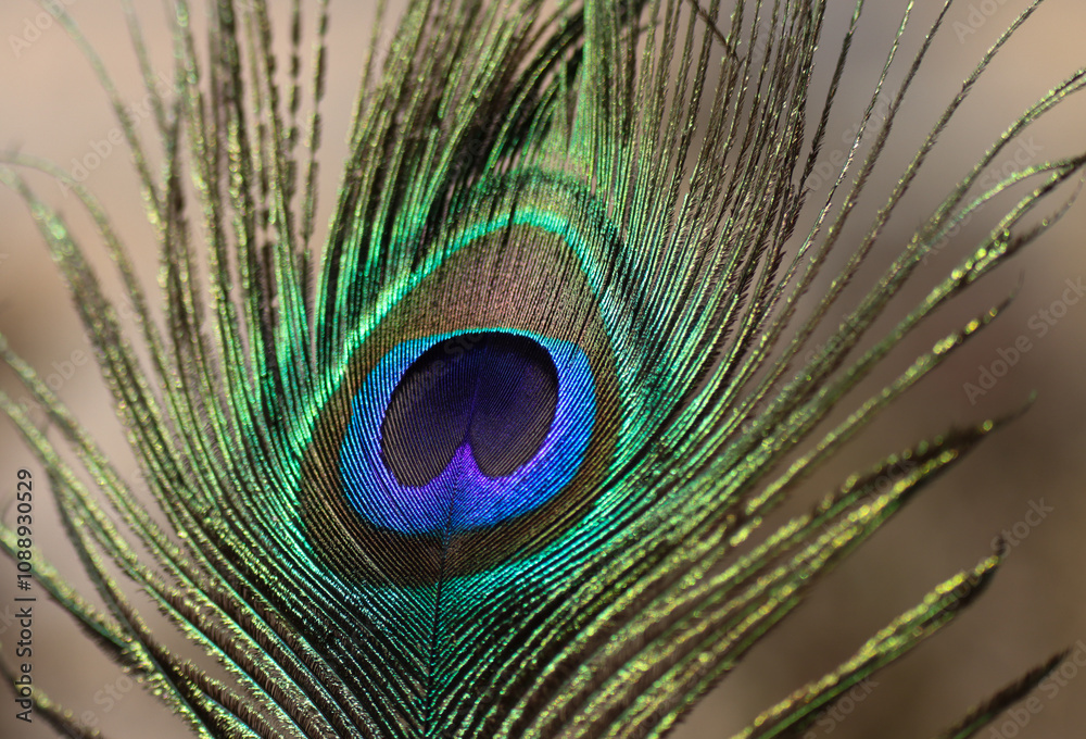 Obraz premium Peacock feather closeup. Selective focus.
