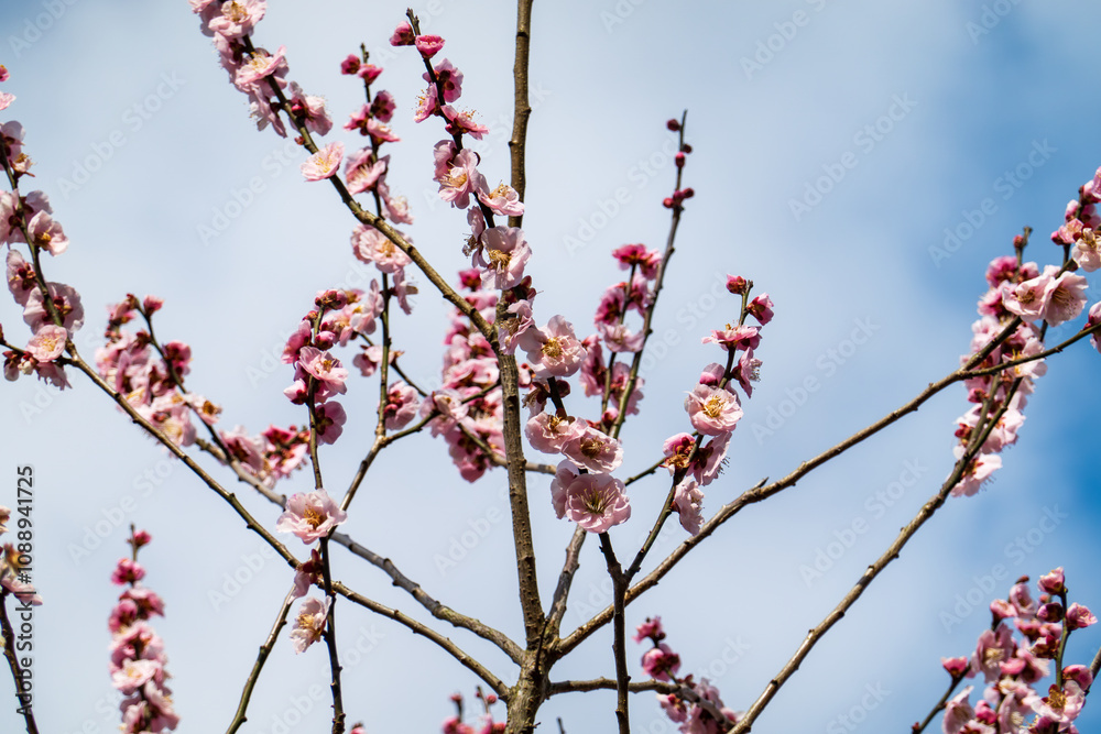 Plum Blossoms Against Blue Sky