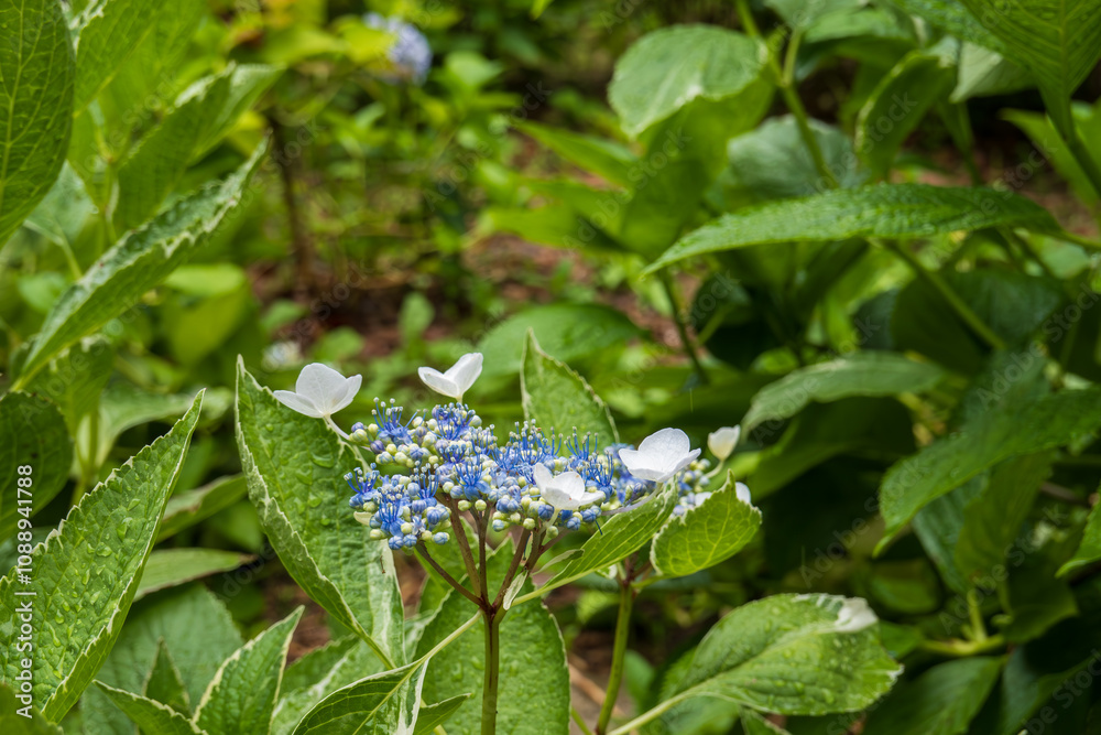 Blue and White Hydrangea Blossoms in the Garden Blue and White Hydrangea Blossoms in the Garden