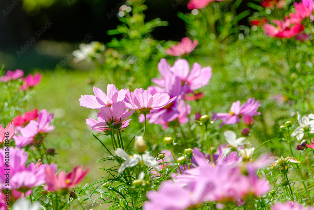 Colorful Cosmos Flowers in Bloom Colorful Cosmos Flowers in Bloom