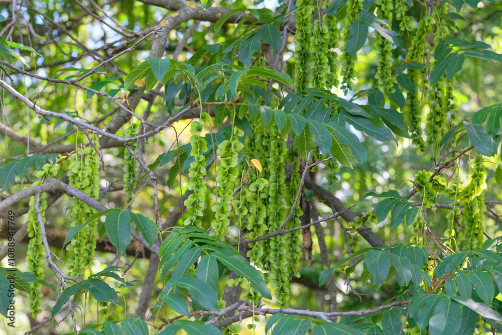 Characteristic fruits of Caucasian wingnut. Pterocarya fraxinifolia in park in summer. Romantic plants. Green leaves in garden. Characteristic fruits of Caucasian wingnut. Pterocarya fraxinifolia in park in summer. Romantic plants. Green leaves in garden.
