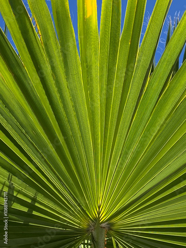Washingtonia robusta palm tree leaves close up.Tropical plants concept.Selective focus. 