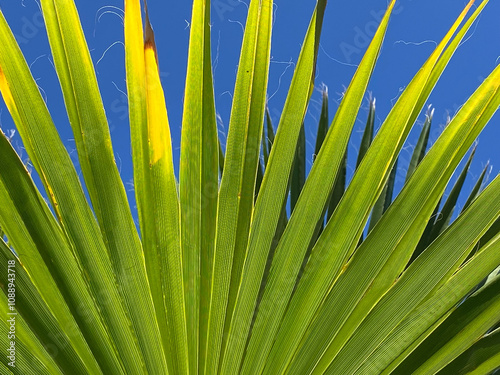 Washingtonia robusta palm tree leaves close up.Tropical plants concept.Selective focus. 