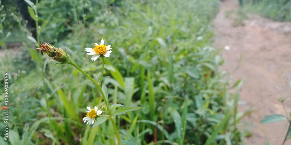 A small field of grass that grows green in the cold of the mountains. A lush little green garden grown wild with local Ayurvedic medicinal plants. A small ground plant nursery that looks green