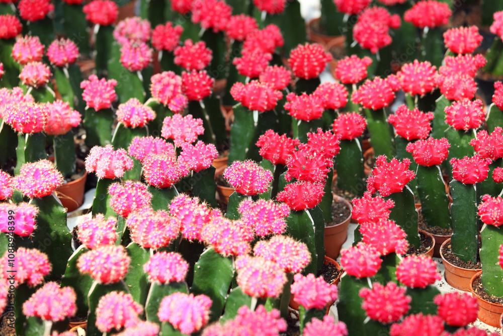 A Vibrant Collection of Colorful Cacti Featuring Pink and Red Blooms, Perfect for Gardening Enthusiasts and Nature Lovers Seeking Unique Plant Decor A Vibrant Collection of Colorful Cacti Featuring Pink and Red Blooms, Perfect for Gardening Enthusiasts and Nature Lovers Seeking Unique Plant Decor