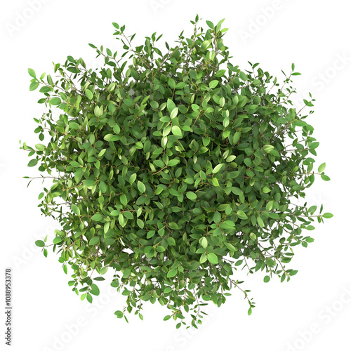 Top view of a wild bush isolated or on white background 3d render png. Architecture plan