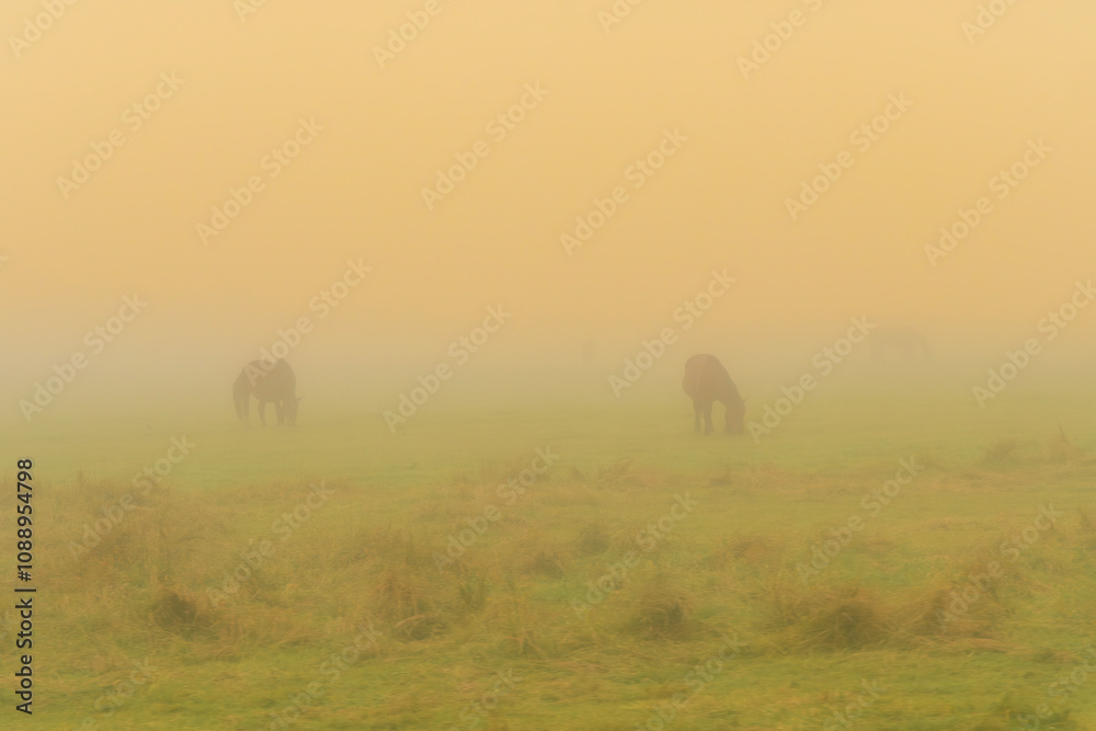 Obraz premium misty morning in the field with horses grazing 