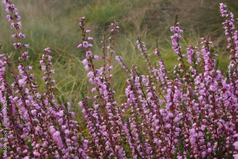 Fototapeta premium Dutch Heathland