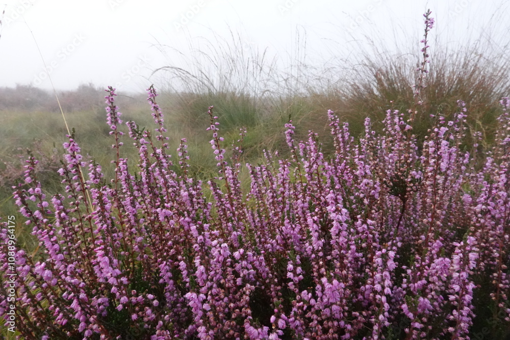 Obraz premium Dutch Heathland