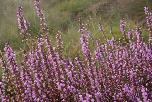 Dutch Heathland