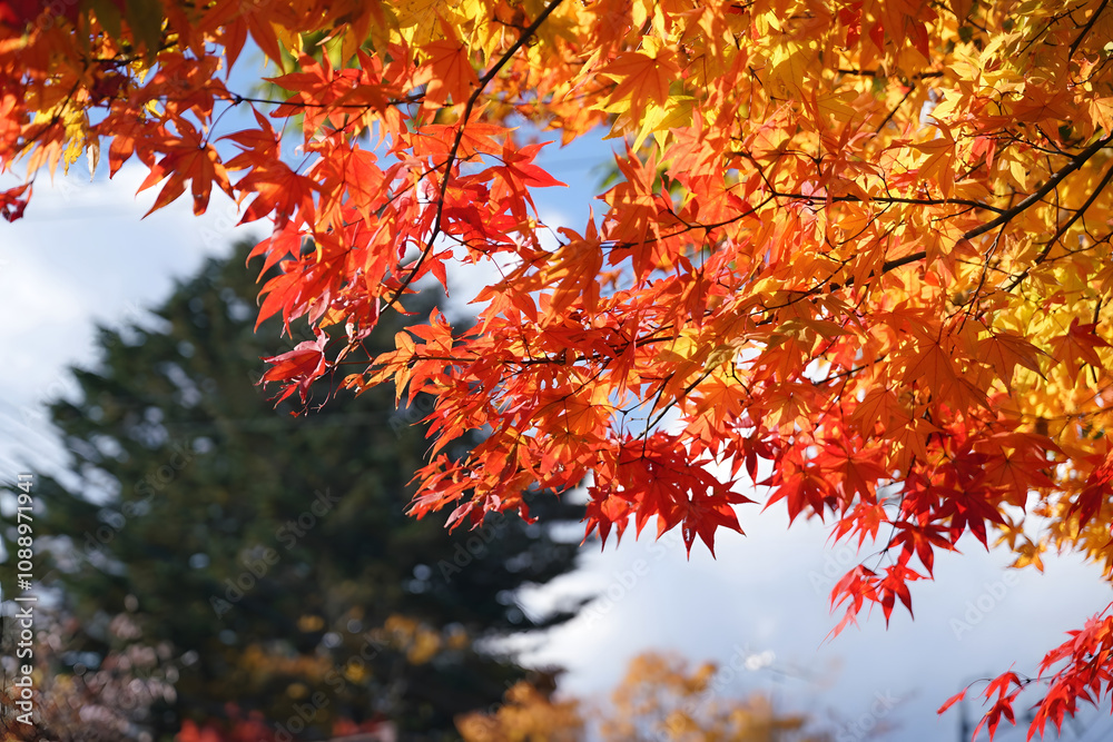 Vibrant Autumn Leaves Against Sky Vibrant Autumn Leaves Against Sky