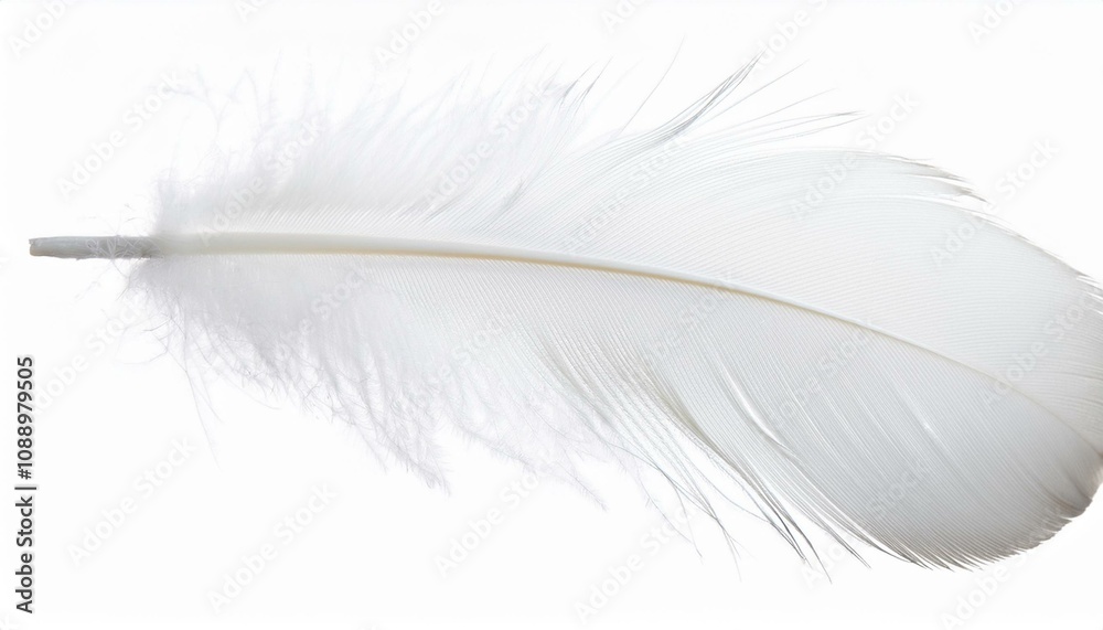 Fototapeta premium White feather on transparent background