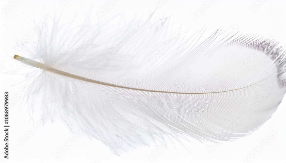 Obraz premium White feather on transparent background