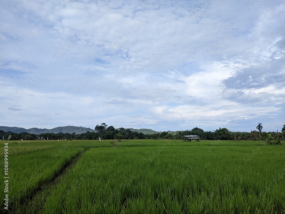 Fototapeta premium beautiful view of rice fields