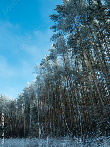 Frozen winter forest in Sunny day photo