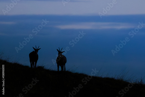 chamois en ombre chinoise  photo