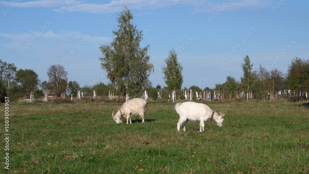 Goats graze on the meadow. Agriculture. Care of goats. Goats graze on the meadow. Agriculture. Care of goats.