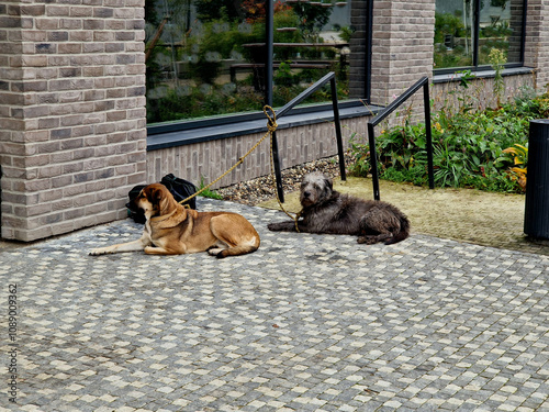 Fotografie two dogs on a leash in front of a department store