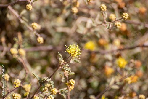 Flor amarilla silvestre