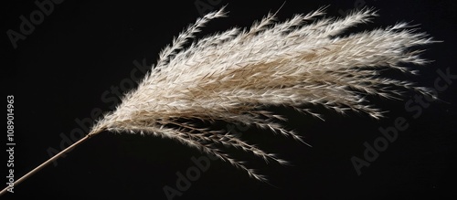 Withered Pampas Grass Seasonal Background Materials Flower Spikes Attached To Stem Tips From Summer To Autumn