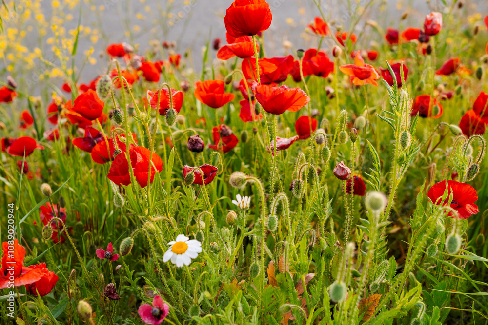 Fototapeta premium Detailed view of red poppies with flower buds and green foliage in a natural outdoor setting