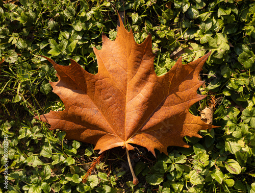 Natural , forest, autumn, copy space arrangement. Botany , fall multi-colored background.